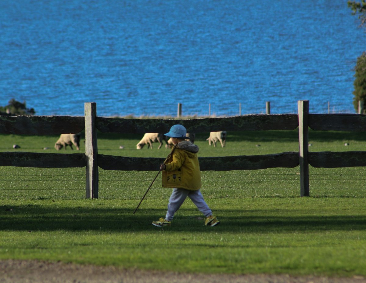 Tout petit enfant qui marche dans l'herbe en traînant un club, moutons au fond